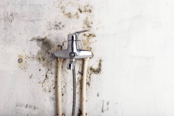Best Preventive Mold Services in Lathrop, MO