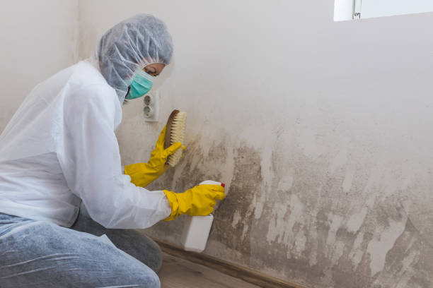 Best Black Mold Remediation in Lathrop, MO