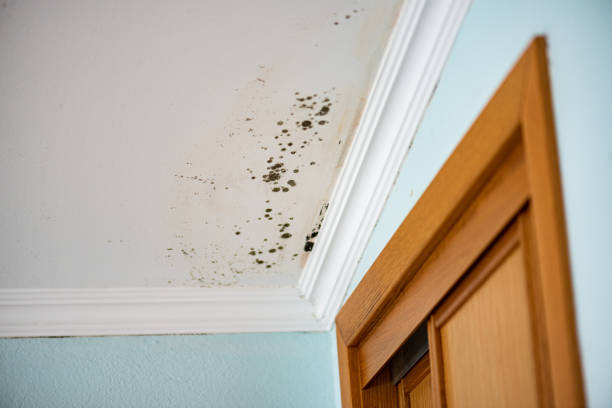 Best Emergency Mold Remediation in Lathrop, MO