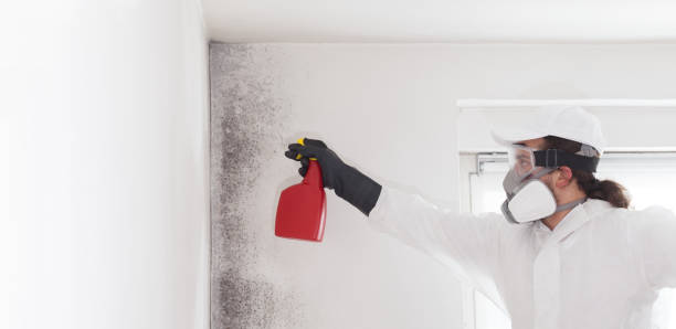 Best Bathroom Mold Remediation in Lathrop, MO
