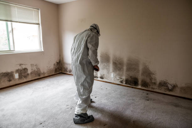 Best White Mold Remediation in Lathrop, MO