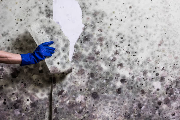 Best Kitchen Mold Remediation in Lathrop, MO
